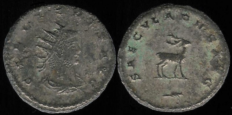 Gallienus (Publius Licinius Egnatius Gallienus) (253-268 A.D.)
SRCV 10345, RIC V S-656 var. (reverse legend and bust type), Göbl 1626c, Alföldi, Weltkrise p. 159, Van Meter 251.

AR Antoninianus, 21 mm., 180°

Antioch mint, struck during solo reign (260-268 A.D.), in 264 or 265 A.D. 

Obv:  GALLIENVS AVG, radiate, draped and cuirassed bust facing right.

Rev:  SAECVLARHS AVG (Greek H [eta] instead of Latin E), stag standing right, palm branch in exergue.

The reverse legend means means “the Secular (Games) of the Emperor.”  The Secular Games (Latin Ludi Saeculares) was a pagan celebration, involving sacrifices and theatrical performances, held for three days and nights to mark the end of a saeculum (supposedly the longest possible length of human life, considered to be either 100 or 110 years in length) and the beginning of the next.  The only clearly attested celebrations under the Roman Republic took place in 249 B.C. and in the 140s B.C.  The Games were revived in 17 B.C. by Augustus, who observed the traditional 110-year cycle.  Claudius, however,  introduced an alternative cycle for the games in 47 A.D. on the 800th anniversary of Rome's foundation, based on a century instead of a 110-year cycle, and from that point onward there were essentially two sets of games.  Domitian followed Augustus in 88 A.D. using the traditional 110-year cycle, albeit with his games being six years ahead of schedule.  Antoninus Pius followed the Claudian “century cycle” in 147/8 A.D. (though without his using the term saecular).  Septimius Severus restored the 110-year cycle of Augustus in 204 A.D.  Philip the Arab, whose Games of 247/8 marked the millennium of Rome, followed the Claudian cycle.

Alföldi, followed by Göbl, thinks this type proves that Gallienus intended to perform Saecular Games in 264 A.D.  The repetition of Saecular games only sixteen years after Philip's games fits with the strong desire at the time to depict every emperor as the restorer of good times and the founder of a new Golden Age.

The stag refers to Diana as patroness of the Saecular Games and divine protectress of Gallienus.  The palm branch symbol used with the type is also appropriate for anniversary celebrations.
